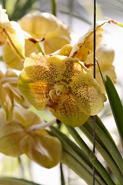 Fleurs FEV12-014